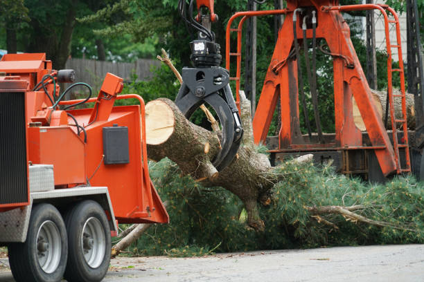 Mulching Services in Potomac Park, CA